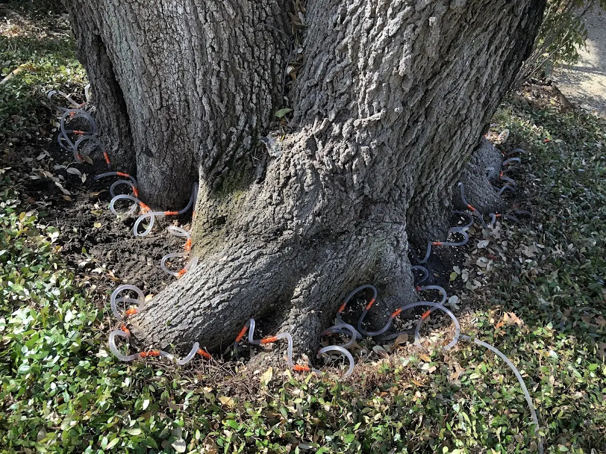 Detailed Tree Cabling and Bracing job site in Hardeeville