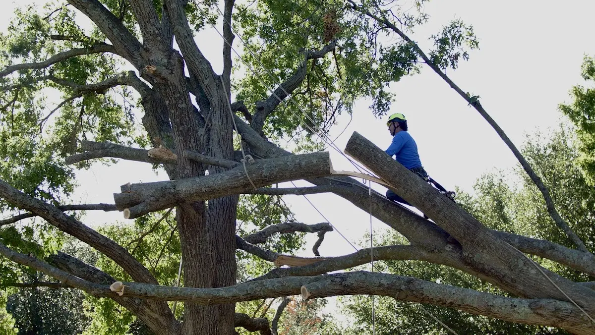 Professional Crown Thinning performed by certified arborists in Hardeeville